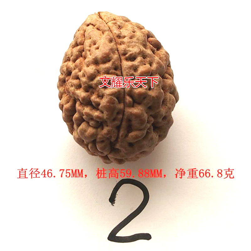 印尼大金刚菩提：手心间的天然艺术宝藏