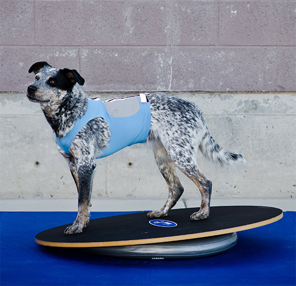 American FitPAWS Wobble Board360 degree rocking plate core muscle strength solid wood non-slip face