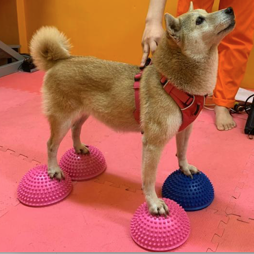 AVC Pet Durian Ball Hemispheric Sensory Balance of Neuroscience Strength Muscle Atrophy Surgery