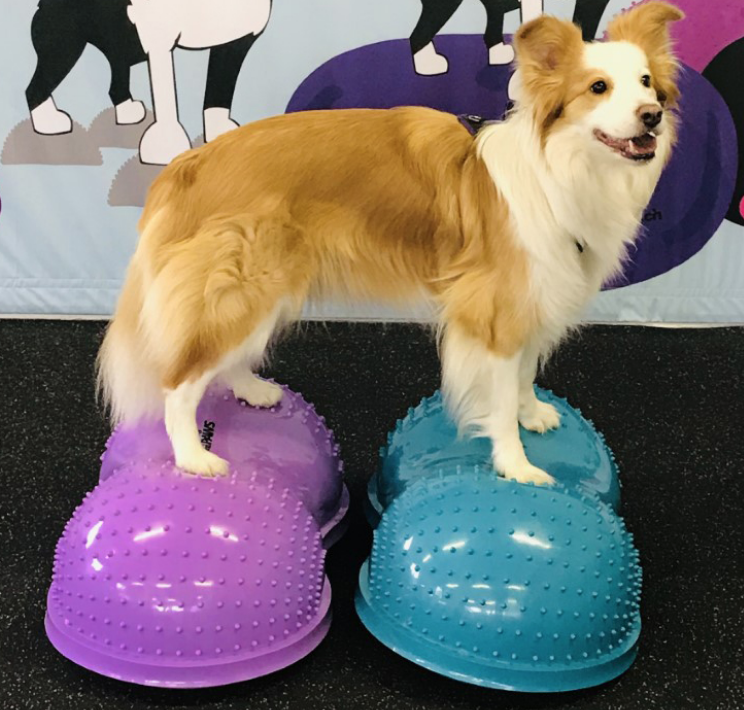 FlexiPAWS FitPAWS Cloud Cloud Cloud Cloud Cloud High Order Movement