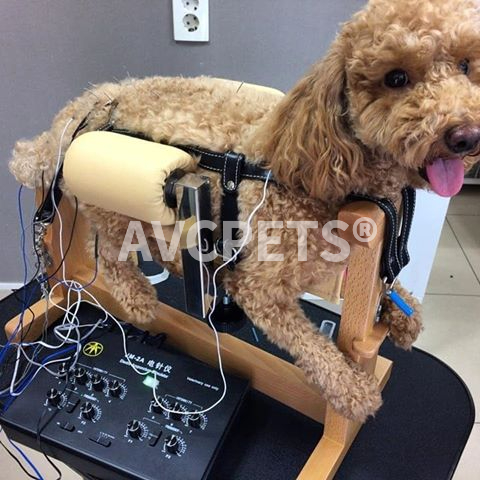 Pet dogs, cats and dogs, acupuncture racks, acupuncture beds, animals, Baoding racks, binding breeding racks, dogs, injections, rehabilitation, nerves