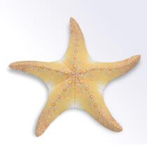diy hand folded paper childrens toy simulation animal marine life sea star 3D paper die stereo puzzle model
