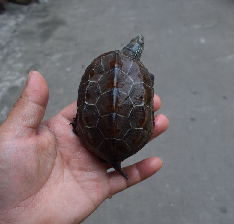 2016 Grass Turtle Miao Living Turtle Animal China Grass Turtle's Golden Thread Turtle Outer Pond Small Turtle