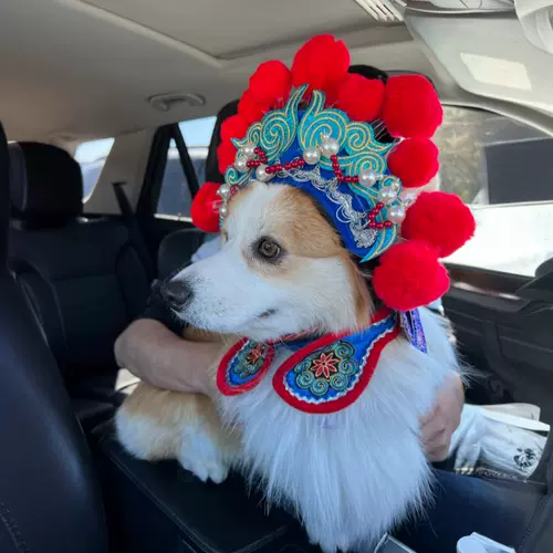 Corki Stinea Header Wusheng Hat Новый год новогодних праздничных собак Смешные смешные танце