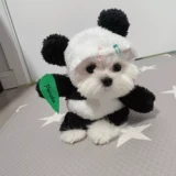 Malzes Bomei Panda Panda Pet обозначает маленькую собаку, чем медведь Тедди Смешная смешная кошка