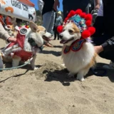 Corki Stinea Header Wusheng Hat Новый год новогодних праздничных собак Смешные смешные танце