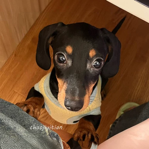 Sausal Dog Одежда Summer Thin Thin Puppy Pet york york shelon malzis xishi dog cat summer wear летом