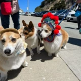 Corki Stinea Header Wusheng Hat Новый год новогодних праздничных собак Смешные смешные танце