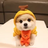 Милая игрушка, Южная Корея, избавление от скуки, издает звуки, с медвежатами, домашний питомец