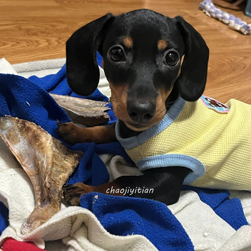 Sausal Dog Одежда Summer Thin Thin Puppy Pet york york shelon malzis xishi dog cat summer wear летом