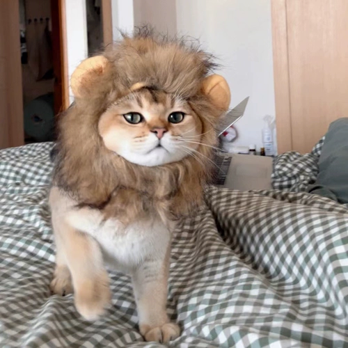 Кошачья голова, голова, смешная голова льва, голова, голова, котенок котт кот кот кот, английская шляпа, домашняя, милая трансформация