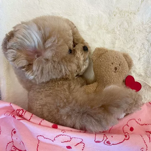 Милая игрушка для сна, Южная Корея, 2022, издает звуки, избавление от скуки, с медвежатами