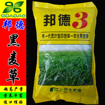 Bond ryegrass seeds a new generation of tetraploid wide-leaved grazing seeds 3 livestock poultry sheep fish rabbit goose