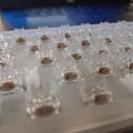 神木外设Switches