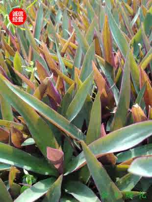 紫背萬年青紫錦蘭蚌花紫蘭盆栽藥鴨跖草效清熱化痰涼血止痢