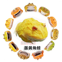 The egg yolk corner frog can be picked up live