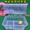 Horned frog feeding box Horned frog feeding box Horned frog salamander amphibious special with sun table Turtle climbing pet feeding box