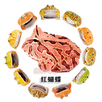 Red Butterfly Corner Frog Green Butterfly Bicolor Butterfly Live Selection