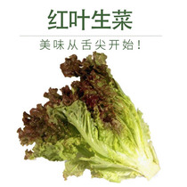 Red leaf lettuce Western meal lettuce on the day present purple leaf Rosa red salad vegetables 500g purple lettuce