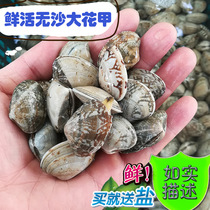 Fresh big flower armour fresh no Sand Clam seafood steamed eggs fresh seafood 500g seafood distribution