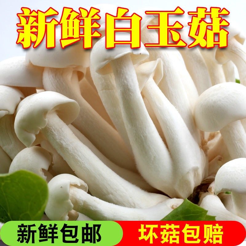 Fresh white jade mushroom 150g box of fresh vegetables fresh mushroom Sichuan Chongqing hot pot ingredient