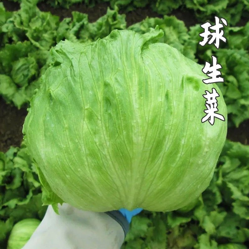 Western lettuce fresh vegetables western salad vegetables 500g round lettuce ball lettuce barbecue ingredients vegetables
