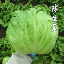 Western lettuce fresh vegetables Western salad vegetables 500g round lettuce ball lettuce