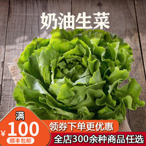 Cream lettuce Chengdu fresh delivery Boston lettuce 250g farm fresh vegetables Western salad vegetables