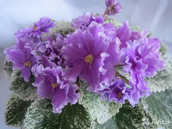 [ЛЕ-Грёзы Султана]
