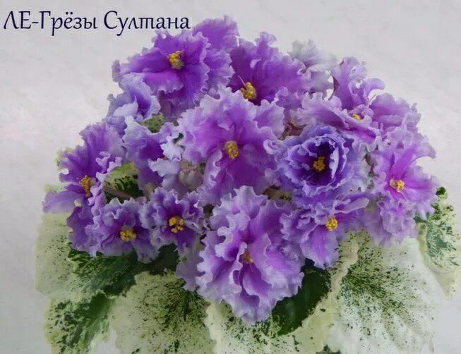 [ЛЕ-Грёзы Султана]