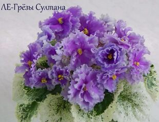 [ЛЕ-Грёзы Султана]