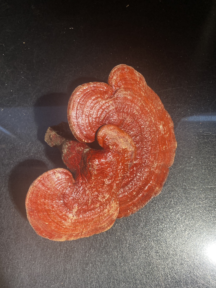 Long white Mountain red Lucid Lucid Brew with Soup Lingzhi-Taobao