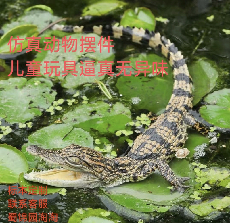 Pet Crocodile Model, Crocodile Baby Toy, Educational Realistic Animal Toy, Cognitive Crawling Amphibian Plastic Toy Pet Crocodile Model, Crocodile Baby Toy, Educational Realistic Animal Toy, Cognitive Crawling Amphibian Plastic Toy