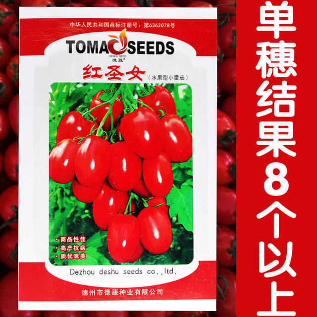 Red Pearl Tomato Vegetable Seeds / Small Tomato Balcony Vegetables / Potted Vegetable Tomato Seeds Red Saint