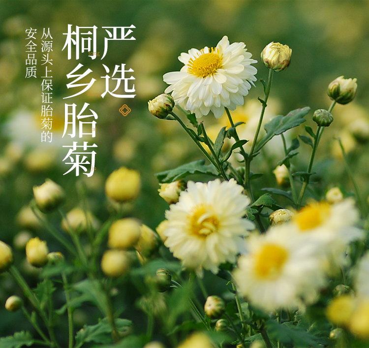 金银花菊花茶组合桐乡胎菊茶