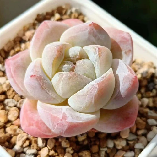 Сочные ледяные некваренные сочные растения Юньнана