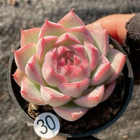 Съемка на 30-й, 10-19 5 см.