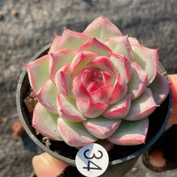 Съемка 10-19 на 34-й 5-сантиметровый диаметр горшка