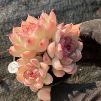 Съемка на 43-й диаметр бассейна 10-19 5см