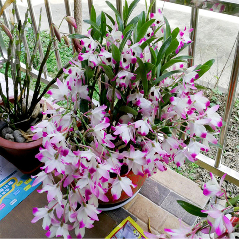 Guizhou Chishui golden hairpin potted Dendrobium seedlings edible indoor living room bonsai green plant window sill flower fun balcony
