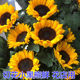 Sunflower seeds ornamental edible cut flowers sunflower seeds sunflower seeds dwarf indoor and outdoor potted miniature
