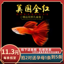  Fish Era ]American All-red boutique Guppy Tropical Freshwater Ornamental ribbon purebred Anchovy live