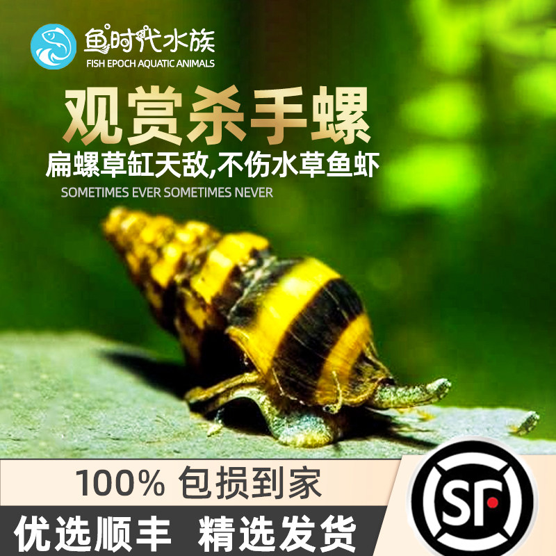 Killer snail tropical ornamental in addition to freshwater snail live pet assassin snail water plant tank tool bumblebee drill thread