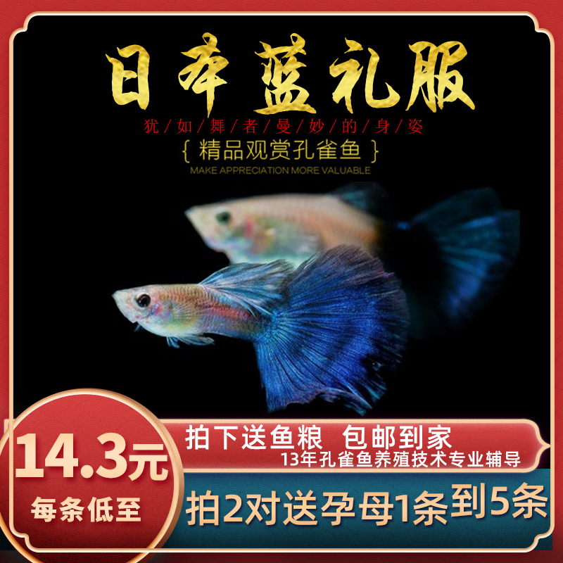 Fish Age] Japanese blue dress ornamental purebred boutique tropical guppy ice blue dress small viviparous fish
