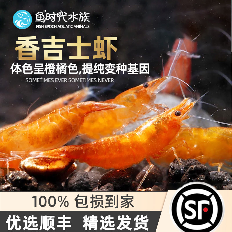 Xiangji shrimp algae removal ornamental shrimp orange glazed cherry blossom extremely fire paint yellow rice shrimp holding eggs pet holding egg shrimp