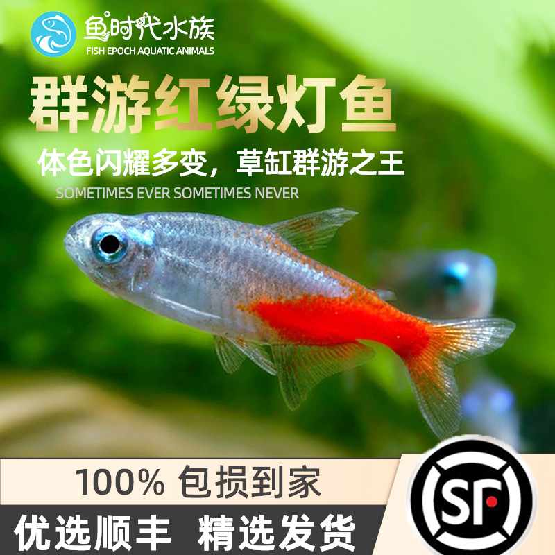 Fish era] Traffic light Freshwater Grass Cylinders Small Group Tours Tropical Ornamental Lights Corfish Neon Red Lotus Colored Lantern Fish
