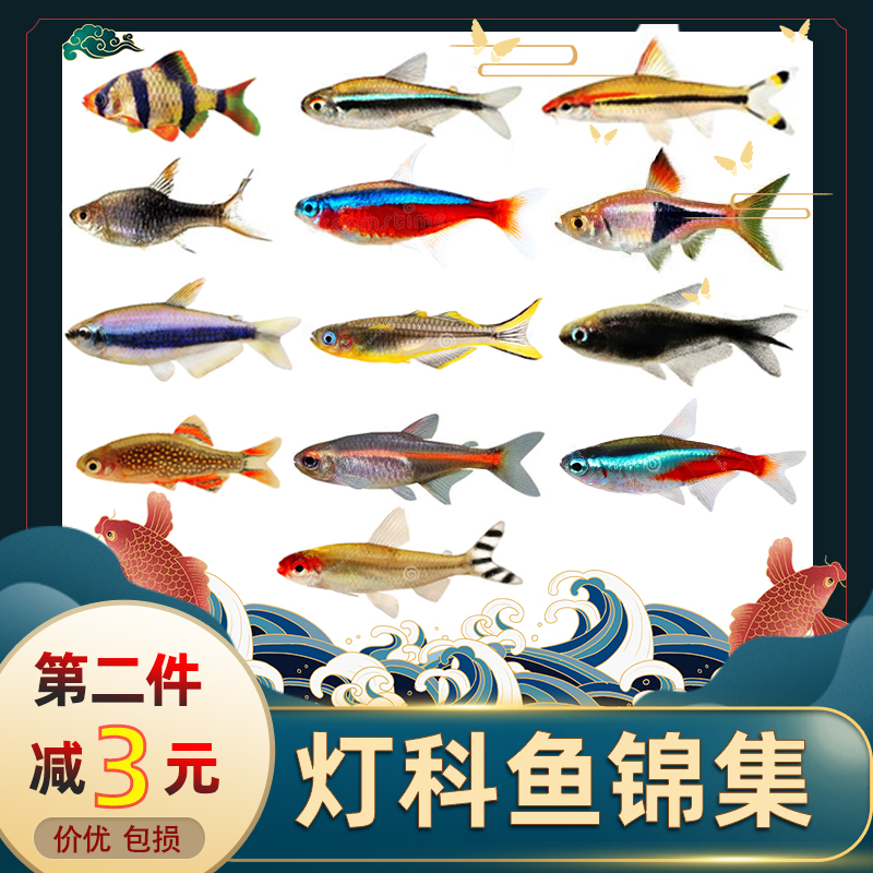 Tropical fish Aquarium fish Small lamp fish Good sample Zebrafish Traffic light Guppy fry Freshwater group tour Pauline lamp