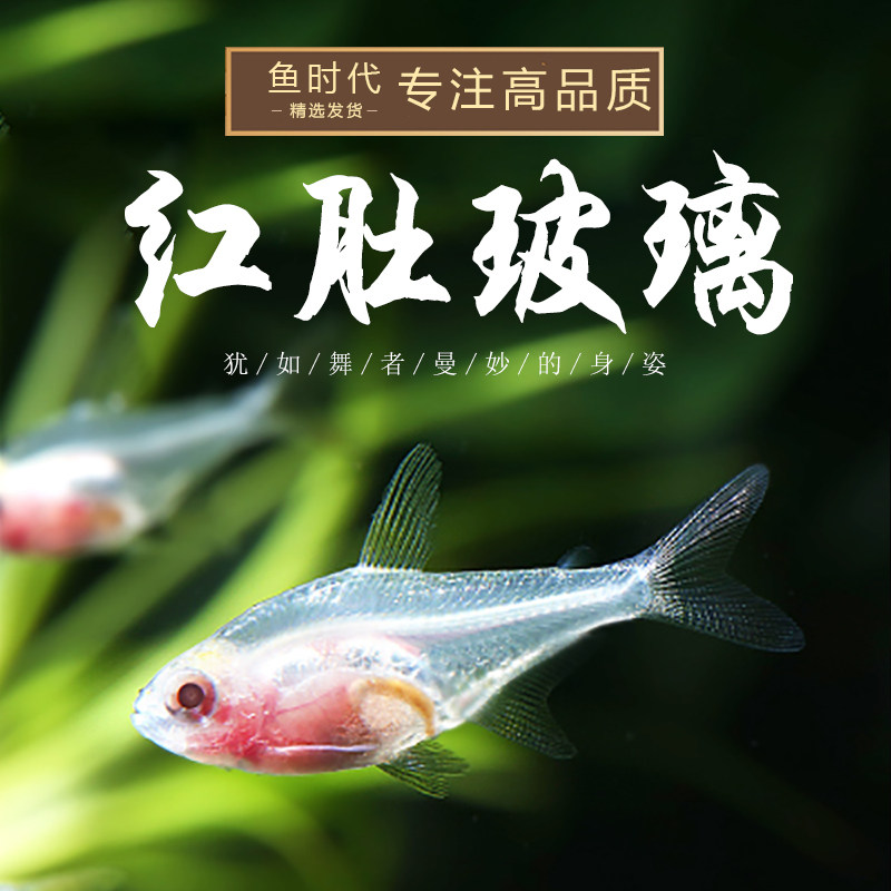 Fish era] red belly glass light water grass fish tank transparent fish small tropical ornamental freshwater group Swim Fish Living