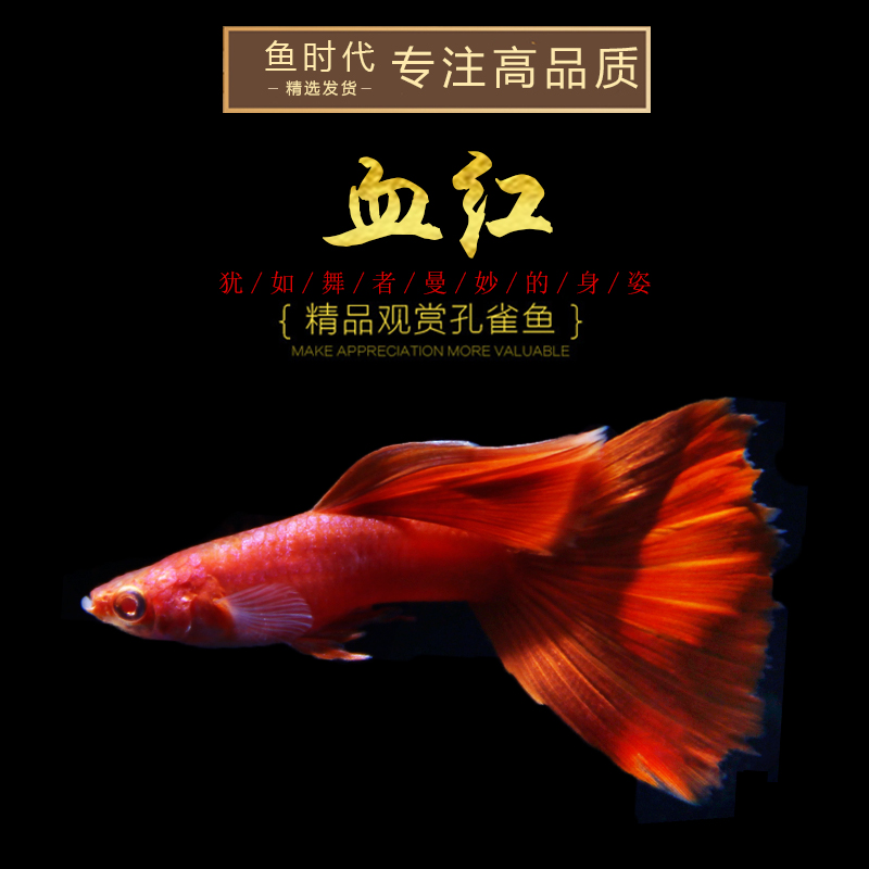 Fish Age] boutique blood red guppy big back pure American full red white red eye big C ribbon live fish