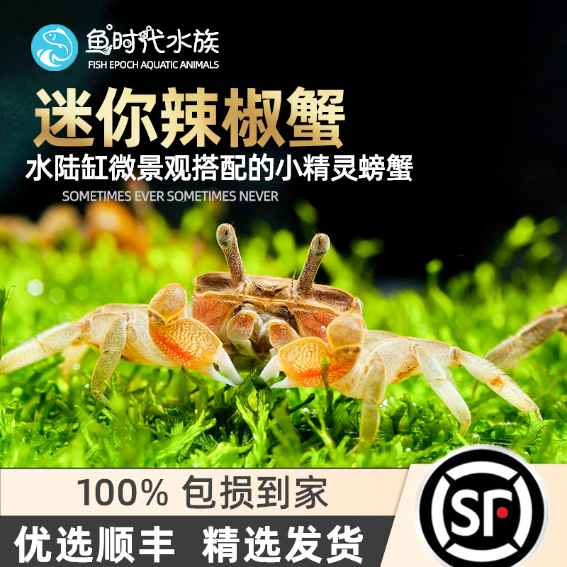 Pepper Crab Crab Crab Crab Crab Crab Crab Crab Land Living Pet Cylinder